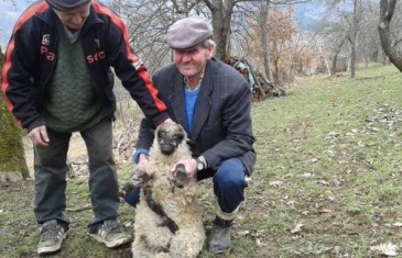 U Foči na imanju Muje Čavrka rođeno janje sa pet nogu