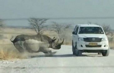 Zastrašujući trenutak u kojem se nosorog zaletio u automobil pun turista!
