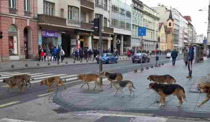 Pseća parada u centru Sarajeva