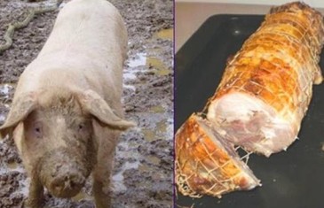 “Ako je Allah zabranio svinjetinu, zašto je onda stvorio svinju?”