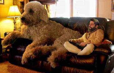 Ovaj gigantski pas polako osvaja Internet. A razlog što je tako velik, ne možete ni pretpostaviti!