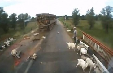 ŠOKANTAN SNIMAK OSTAVIO SVIJET BEZ TEKSTA! Vozač kamiona velikom brzinom pregazio stado ovaca…