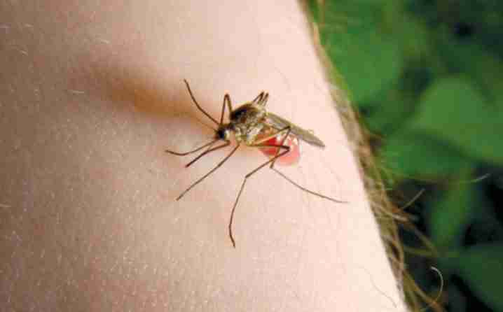 PAZITE ŠTA JEDETE: Evo zašto neke osobe komarci više napadaju