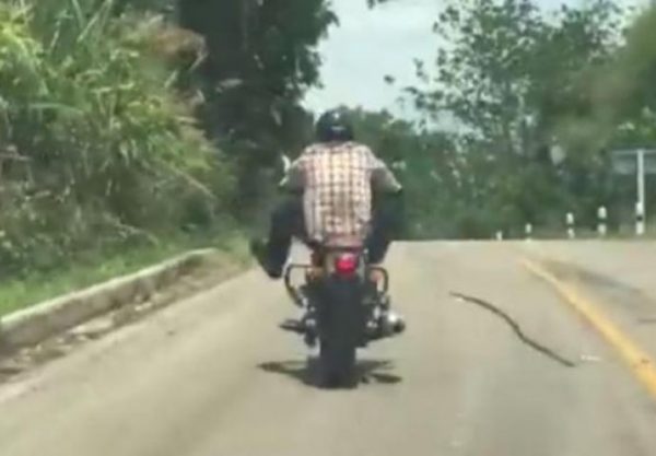 (VIDEO) VOZIO JE MOTOR A ONDA UMALO DA POGINE: Velika zmija pokušala ga zaskočiti.