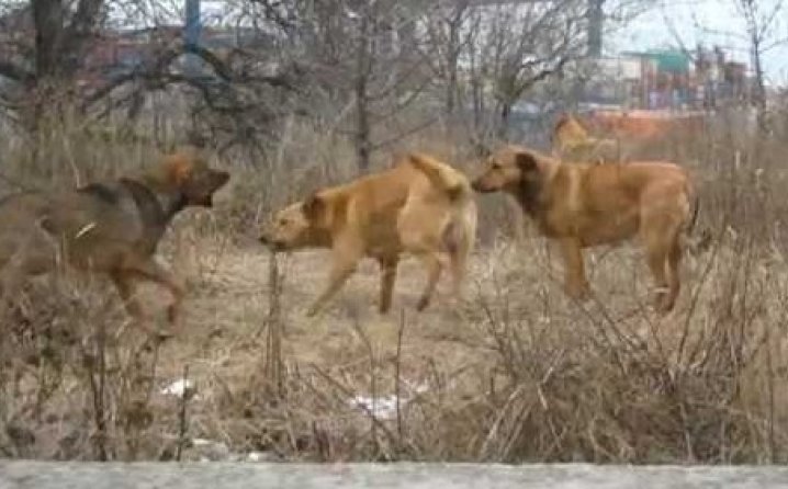 Horor: Čopor pasa izujedao majku dok je branila bebu u kolicima
