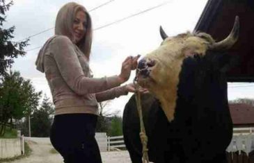 Kraljica bosanskih korida: Ona uzgaja najbolje bikove za borbe i atrakcija je gdje god se pojavi