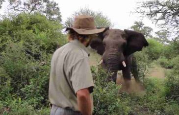 Nevjerovatna hrabrost: Agresivni slon krenuo mu ususret, on ostao hladan i pribran