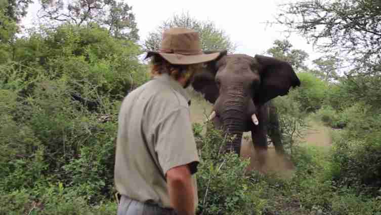 Nevjerovatna hrabrost: Agresivni slon krenuo mu ususret, on ostao hladan i pribran