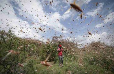 KORONA POJAČALA BIBLIJSKU POŠAST: Zbog ograničenja letova, istočna Afrika bez pesticida, borba protiv skakavaca nemoguća