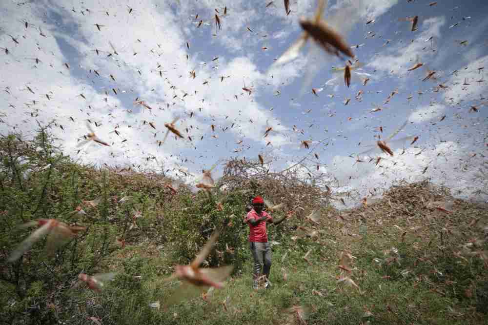 KORONA POJAČALA BIBLIJSKU POŠAST: Zbog ograničenja letova, istočna Afrika bez pesticida, borba protiv skakavaca nemoguća