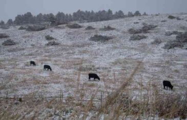 SNIJEG POČEO PADATI JUTROS OKO 8 SATI, SVE SE BIJELI: Slike obilaze region, POGLEDAJTE I SAMI