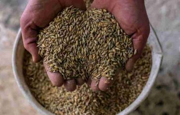 TEŠKE OPTUŽBE! Kijev kaže da je Rusija ukrala nekoliko stotina tisuća tona žitarica: ‘Na djelu je opća pljačka‘