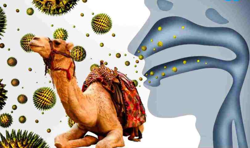 Simptomi kamilje gripe koji kosi navijače u Kataru: Infekcija koju trećina ne preživi…
