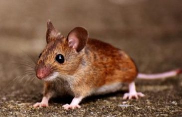 Trebala nam je epidemija da se pokaže koliko je sistem truho i bolestan. Ili, kako sam otkrila tačnu dijagnozu