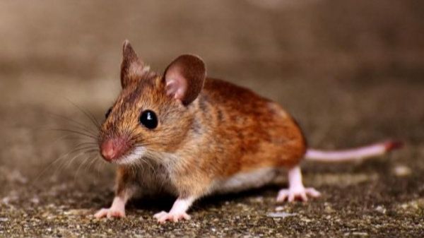 Trebala nam je epidemija da se pokaže koliko je sistem truho i bolestan. Ili, kako sam otkrila tačnu dijagnozu